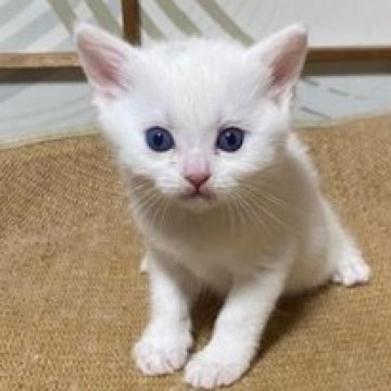 スコティッシュフォールド【香川県・女の子・2025年1月20日・ホワイト（ショートヘア）】の写真「立ち耳のホワイト女子ですよ～」