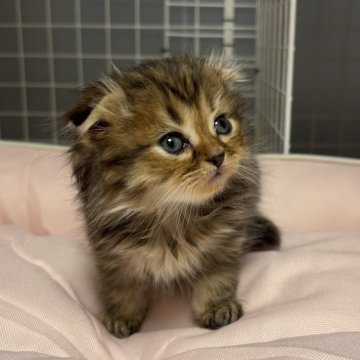 スコティッシュフォールド(折れ耳)【香川県・女の子・2025年10月6日・ブラウンタビー】の写真「とても人懐っこい可愛らしい女の子です🎀」