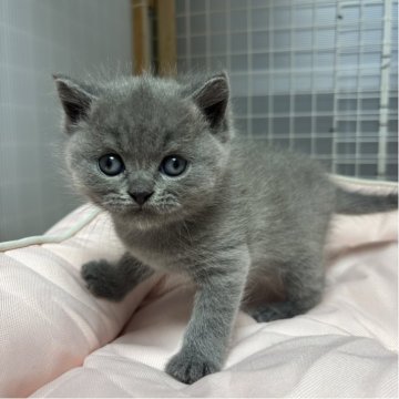ブリティッシュショートヘア【香川県・男の子・2025年11月8日・ブルー】の写真「可愛らしい毛色の温厚な男の子です🤍」