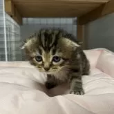 スコティッシュフォールド(折れ耳)