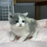 ブリティッシュショートヘア