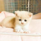 スコティッシュフォールド(立ち耳)