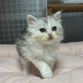 スコティッシュフォールド(立ち耳)