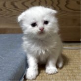 スコティッシュフォールド(折れ耳)