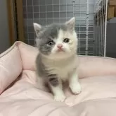 ブリティッシュショートヘア