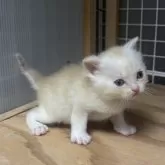 スコティッシュフォールド(立ち耳)