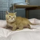 スコティッシュフォールド(立ち耳)