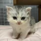 スコティッシュフォールド(立ち耳)