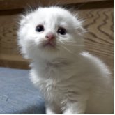 スコティッシュフォールド(折れ耳)