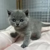 ブリティッシュショートヘア