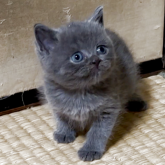 ブリティッシュショートヘア
