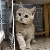 スコティッシュフォールド(立ち耳)【香川県・女の子・2025年6月8日・クリームタビー】の写真2