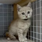 スコティッシュフォールド(立ち耳)【香川県・女の子・2025年6月8日・クリームタビー】の写真3