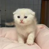 スコティッシュフォールド(折れ耳)【香川県・男の子・2026年2月3日・クリームタビー】の写真3