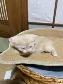 スコティッシュフォールド(立ち耳)【香川県・男の子・2025年1月12日・クリーム】の写真4「離乳食が始まりよちよち歩きです。」