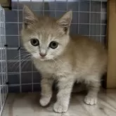 スコティッシュフォールド(立ち耳)【香川県・女の子・2025年6月8日・クリームタビー】の写真5