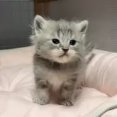 マンチカン(長足)【香川県・女の子・2026年2月25日・ブルータビー】の写真6