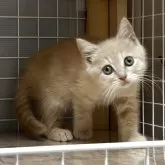 スコティッシュフォールド(立ち耳)【香川県・女の子・2025年6月8日・クリームタビー】の写真6