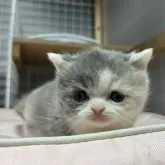 ブリティッシュショートヘア【香川県・女の子・2025年11月8日・ダイリュートキャリコ】の写真6