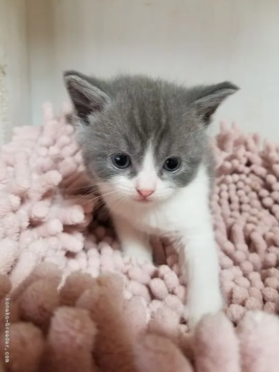 M.H 様のお迎えした子猫