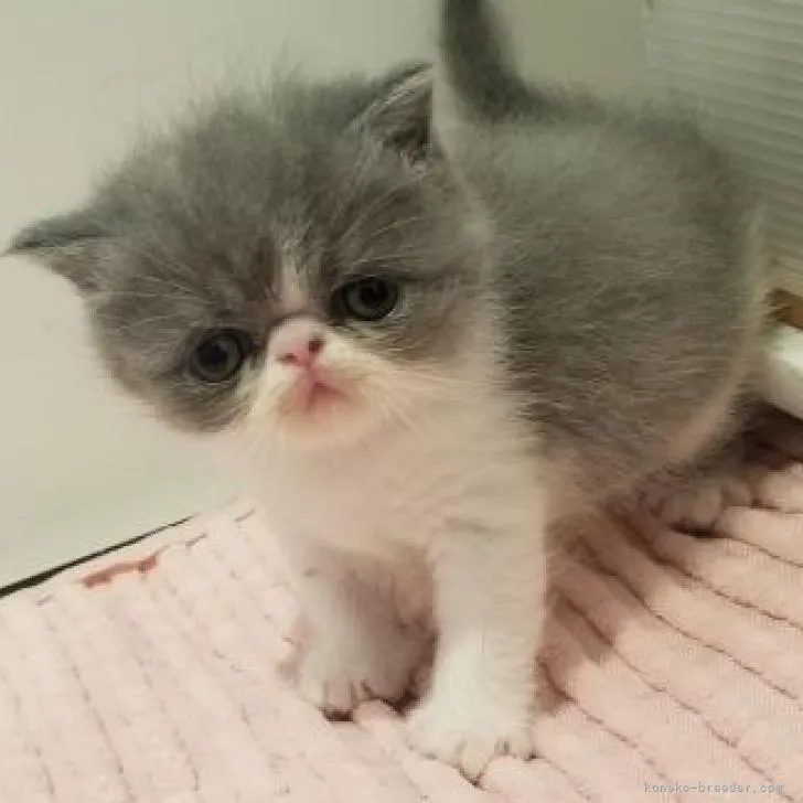 A.Ｉ 様のお迎えした子猫