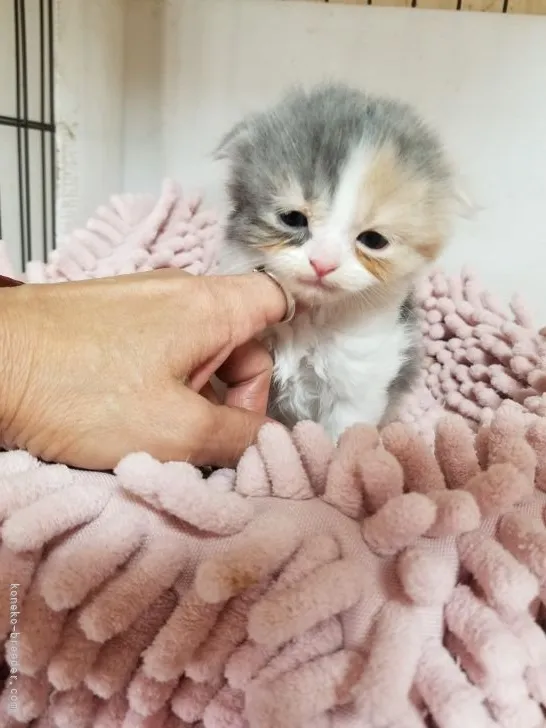 あすぽん 様のお迎えした子猫