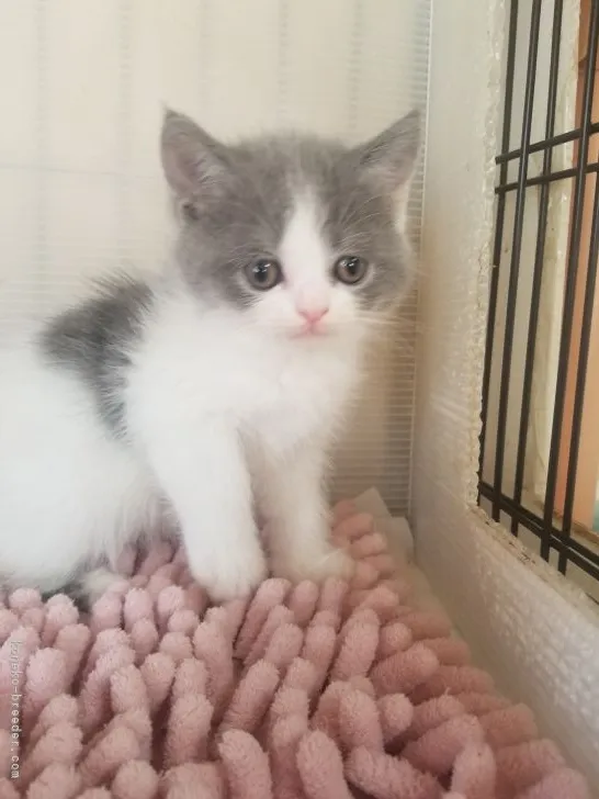 ID：2107-00293の子猫