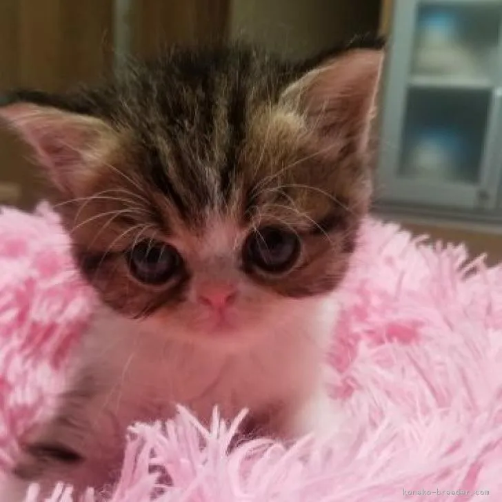 スヌーピー 様のお迎えした子猫