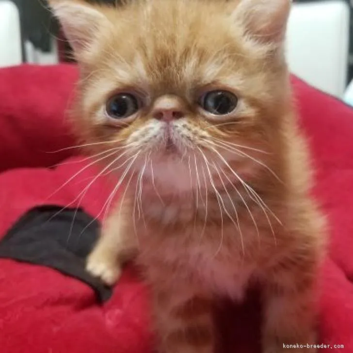 M.H 様のお迎えした子猫