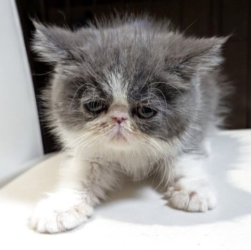 エキゾチックロングヘア【愛知県・男の子・2025年12月17日・ブルー&ホワイト（ロング）】の写真「垂れ目な女の子」