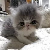 エキゾチックロングヘア