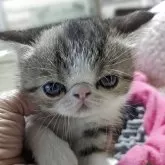 エキゾチックショートヘア