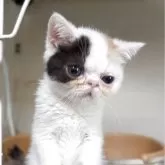 エキゾチックショートヘア