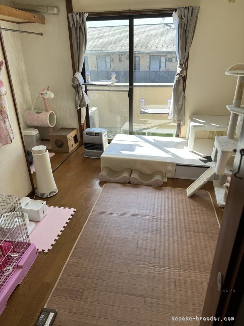 歩き始めの子猫達まま猫と過ごすお部屋です。｜内藤　美穂(ないとう　みほ)ブリーダー(茨城県・ペルシャ(チンチラ)など・ECC/JABC登録)の紹介写真6