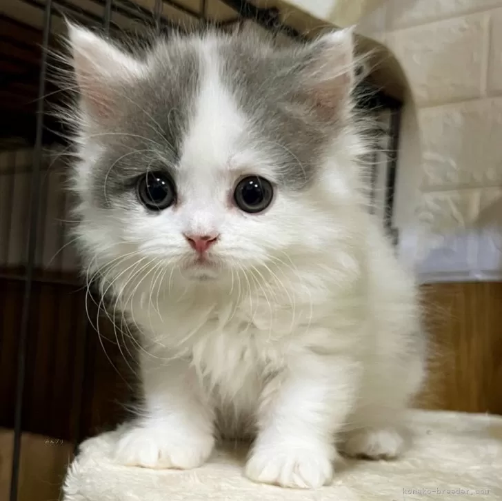 ID:2405-03109の子猫