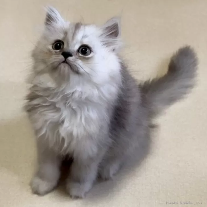 ID：2406-01013の子猫