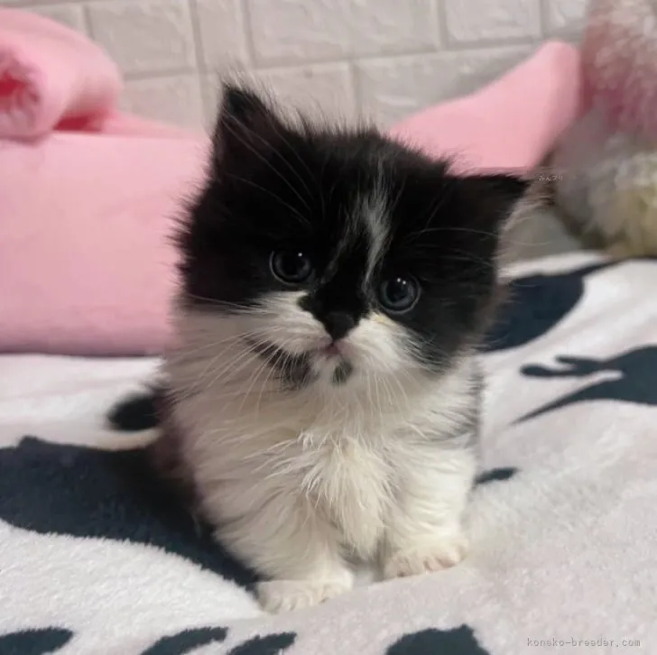 ID:2311-01639の子猫