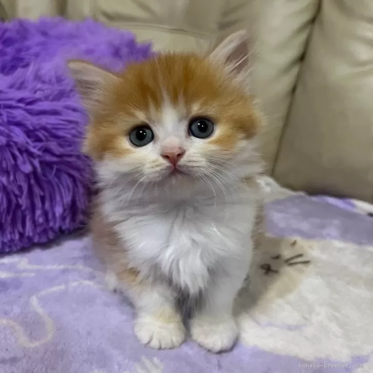 ID:2406-01233の子猫