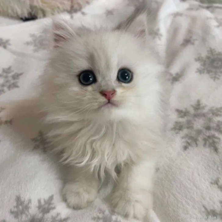 ID：2310-02478の子猫