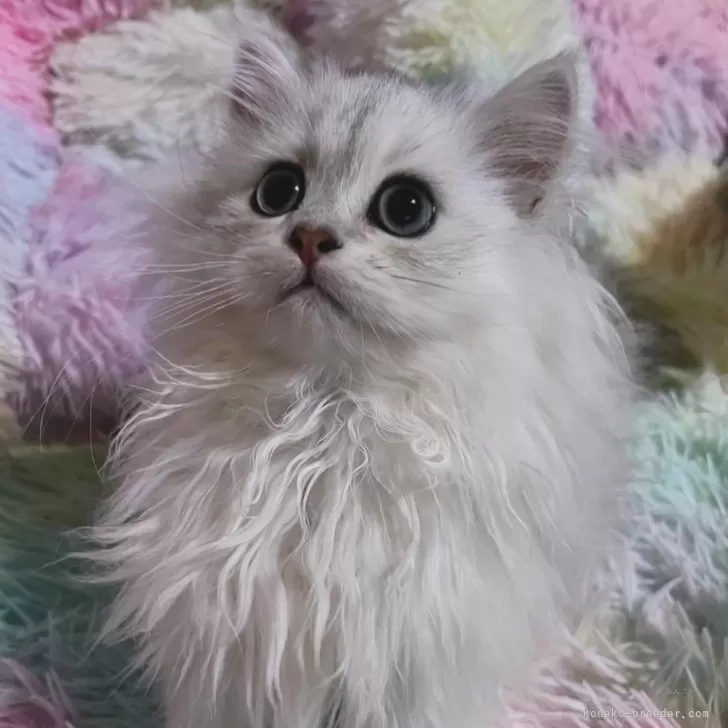 ID：2310-02457の子猫