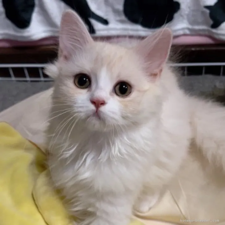 ID:2308-02494の子猫