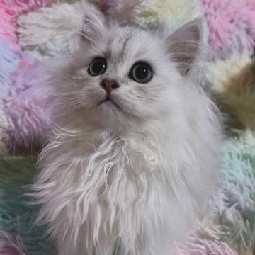 ペルシャ(チンチラ)【茨城県・男の子・2023年9月27日・チンチラシルバー】の写真「両親共に4項目の遺伝子検査クリア🧬です」