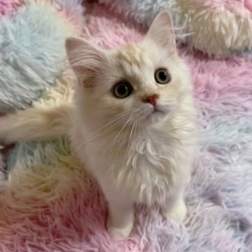 マンチカン【茨城県・男の子・2023年4月25日・クリーム】の写真「優しいお顔立ちをした男の子✨️」