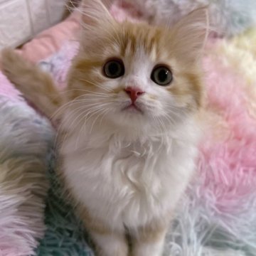 マンチカン【茨城県・男の子・2023年4月25日・レッドタビー&ホワイト（セミロング）】の写真「性格100点満点のかわいい童顔さん✨️」