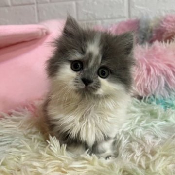 ミヌエット【茨城県・女の子・2023年10月11日・ブルー&ホワイト】の写真「パパ猫4項目·ママ猫5項目遺伝子検査クリア🧬」