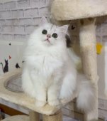 ペルシャ(チンチラ)【・女の子・2024年4月28日・チンチラシルバー】