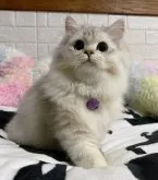 ミヌエット(長足)【茨城県・女の子・2023年5月8日・シルバーパッチドタビー】の写真2「2023.11.14 撮影」