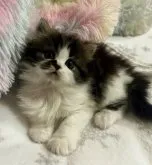 ミヌエット(長足)【茨城県・男の子・2023年10月11日・ブラウンタビー&ホワイト】の写真3「2023.11.19 撮影」