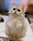 ペルシャ(チンチラ)【・女の子・2024年4月28日・チンチラシルバー】