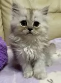 ペルシャ(チンチラ)【茨城県・女の子・2024年4月10日・シェーデットシルバー】の写真4「人懐っこい猫ちゃんです」